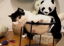 もう我慢できないっ！ 金曜日のねこは、おちょこです。