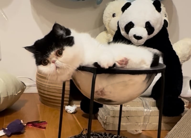 もう我慢できないっ！ 金曜日のねこは、おちょこです。