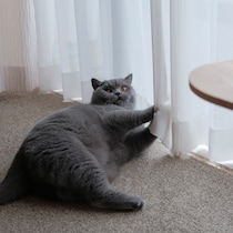 止めるなら、今のうちですよ！ 【ごまちゃん、今日も自由気まま。】毎日更新中。