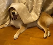 冬の窓際の過ごし方。ハルくんの定位置。