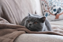 作品作りは続く……。【ごまちゃん、今日も自由気まま。vol.13】