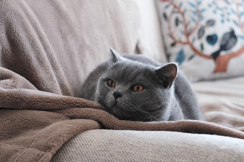 作品作りは続く……。【ごまちゃん、今日も自由気まま。vol.13】