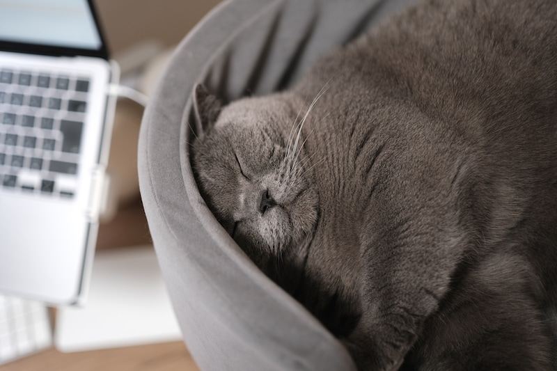 お仕事応援中……？【ごまちゃん、今日も自由気まま。】毎日更新中。