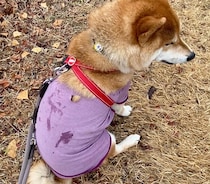 またもやボロボロなぼく。ハルくん今日はかーちゃんの抱っこで。