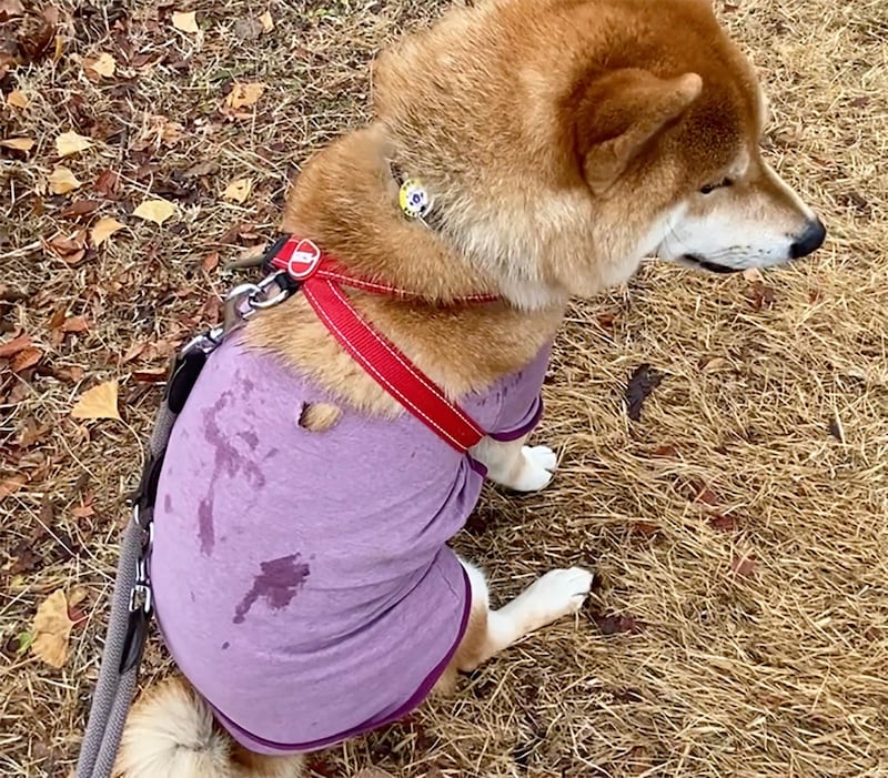 またもやボロボロなぼく。ハルくん今日はかーちゃんの抱っこで。