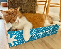 ふわふわほっぺの活用法。火曜日のねこは、とろろです。