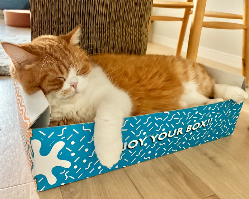 ふわふわほっぺの活用法。火曜日のねこは、とろろです。