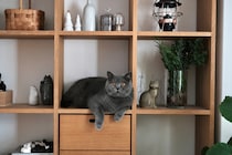 置き物じゃないですよ。【ごまちゃん、今日も自由気まま。vol.16】