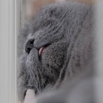 ヒゲぴょんは、気持ちいい合図。【ごまちゃん、今日も自由気まま。】毎日更新中。