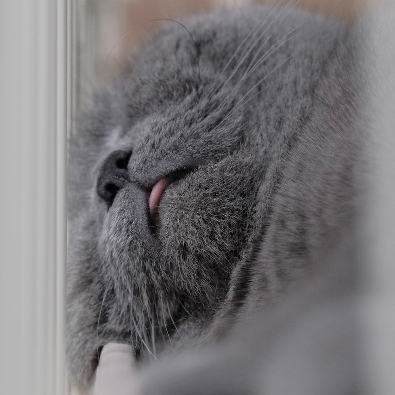 ヒゲぴょんは、気持ちいい合図。【ごまちゃん、今日も自由気まま。】毎日更新中。