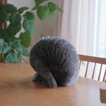 どうも、まんまるおにぎりです。【ごまちゃん、今日も自由気まま。】毎日更新中。