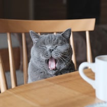 あくび中も、気を抜かないこと！【ごまちゃん、今日も自由気まま。vol.19】