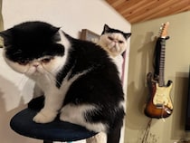 ちろりの心の声。金曜日のねこは、おちょこです。