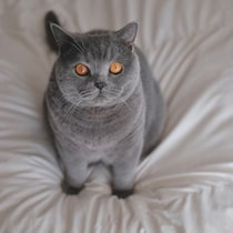 遊ぶ準備は万端です！【ごまちゃん、今日も自由気まま。vol.20】