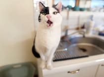 三者三様の留守番。第1・3土曜日のねこは、えいたです。