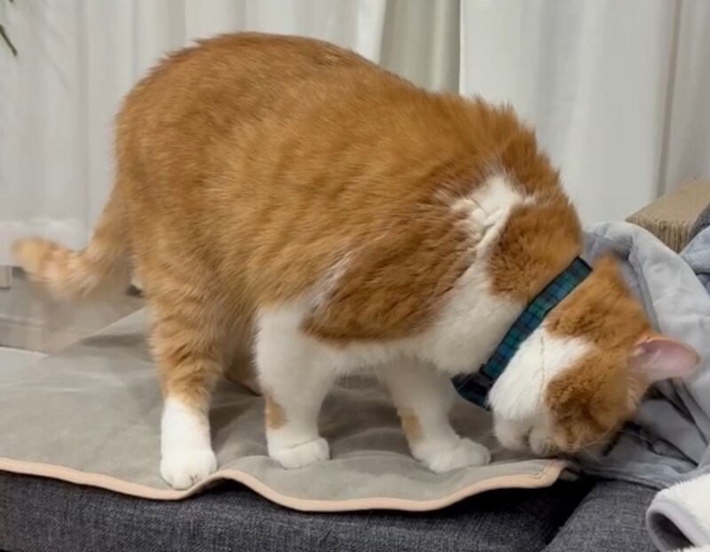 クセになる、この匂い。【とろろ、もふもふDays。vol.164】