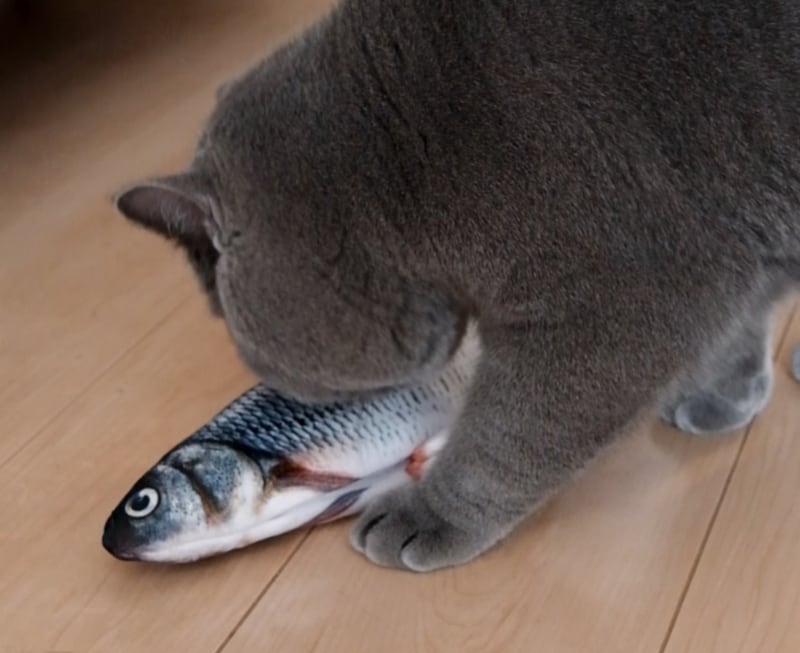 「サカナ」との出合い。【ごまちゃん、今日も自由気まま。vol.21】