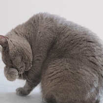 触りたくなっちゃうでしょ？【ごまちゃん、今日も自由気まま。vol.22】