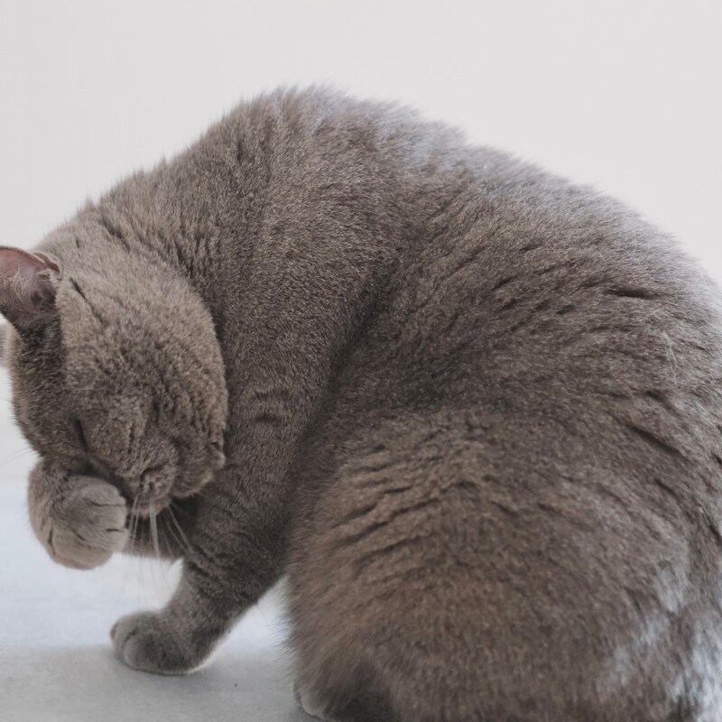 触りたくなっちゃうでしょ？【ごまちゃん、今日も自由気まま。vol.22】