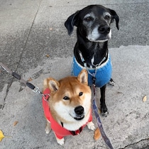 ぼくのオレンジピンクの服。　ロマンスカー色のハルくんです。