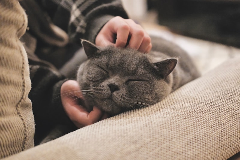 とろけ顔、見せちゃいます。【ごまちゃん、今日も自由気まま。vol.24】