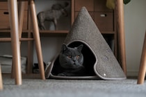 今日は、おこもり気分。【ごまちゃん、今日も自由気まま。vol.25】