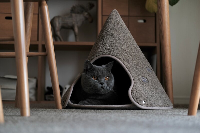 今日は、おこもり気分。【ごまちゃん、今日も自由気まま。vol.25】