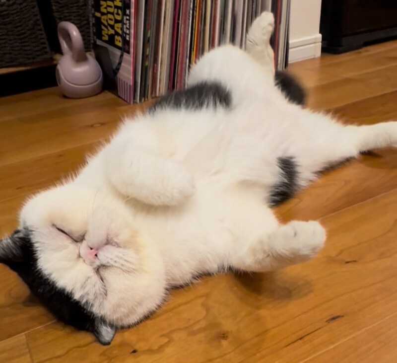 寝てなんていられない!! 金曜日のねこは、おちょこです。