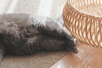 「アザラシみたい」は褒め言葉？【ごまちゃん、今日も自由気まま。vol.26】