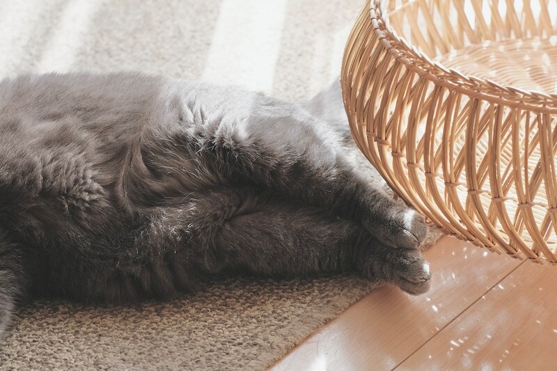 「アザラシみたい」は褒め言葉?【ごまちゃん、今日も自由気まま。vol.26】