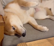 白眼からの寝落ち。ハルくんぬくぬくの副作用。