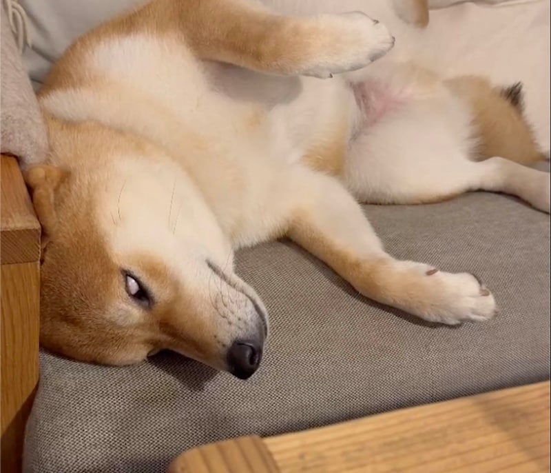 白眼からの寝落ち。ハルくんぬくぬくの副作用。