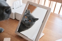 今日も、ビジュアル良し。【ごまちゃん、今日も自由気まま。vol.27】