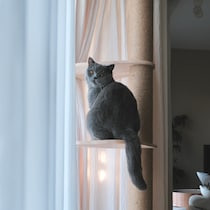 また、遊びにきてくださいね。【ごまちゃん、今日も自由気まま。】最終回は、こちらから。