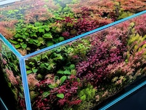 マンガ家・タナカカツキさんが熱中するアクアリウムの世界。ガラスの中に広がる水中園芸の楽しみを、1カ月にわたってお届けします。