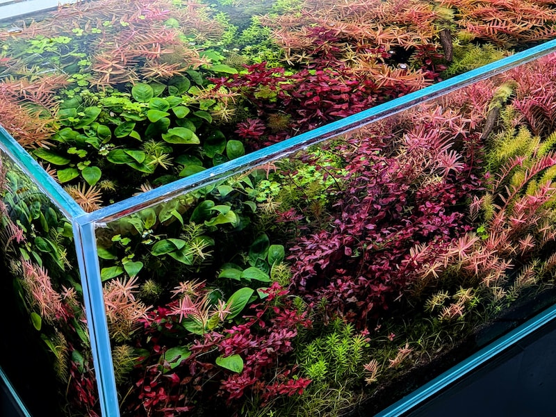 マンガ家・タナカカツキさんが熱中するアクアリウムの世界。ガラスの中に広がる水中園芸の楽しみを、1カ月にわたってお届けします。