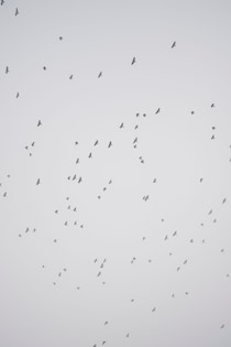 今月の写真家、今日の一枚。山崎 智世 vol.3