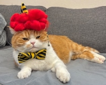 節分は、赤鬼に変身。【とろろ、もふもふDays。】