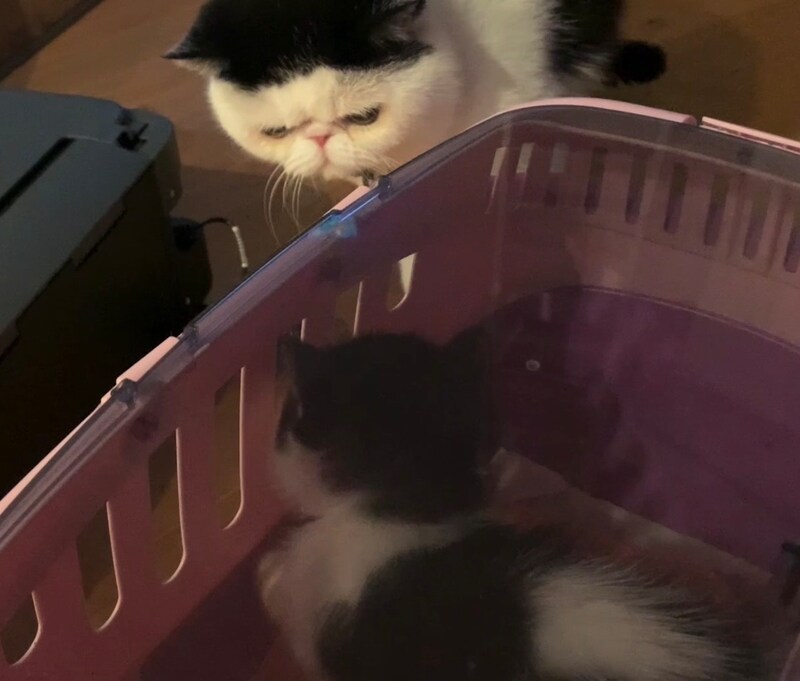 お父ちゃんと初対面♪【ちろり、スターへの道のり。vol.4】