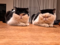 ちろりの活躍も、お楽しみに！【おちょこ、ぽのぽのだより。vol.246】