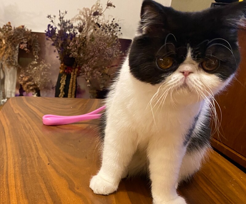 お母ちゃん譲りの美形でしょ。【ちろり、スターへの道のり。vol.5】