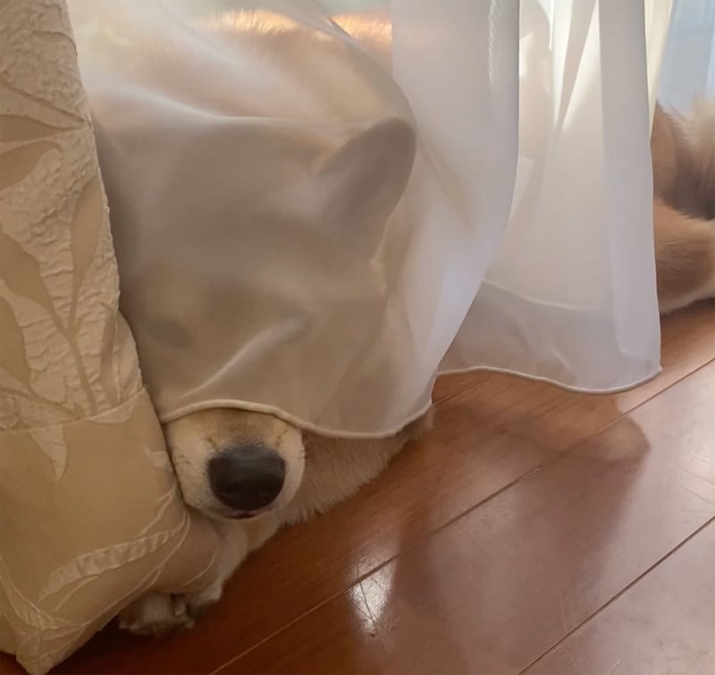 御簾の後ろに隠れるお姫さまみたいなぼく。カーテンの向こうの、やんごとなきぼく。