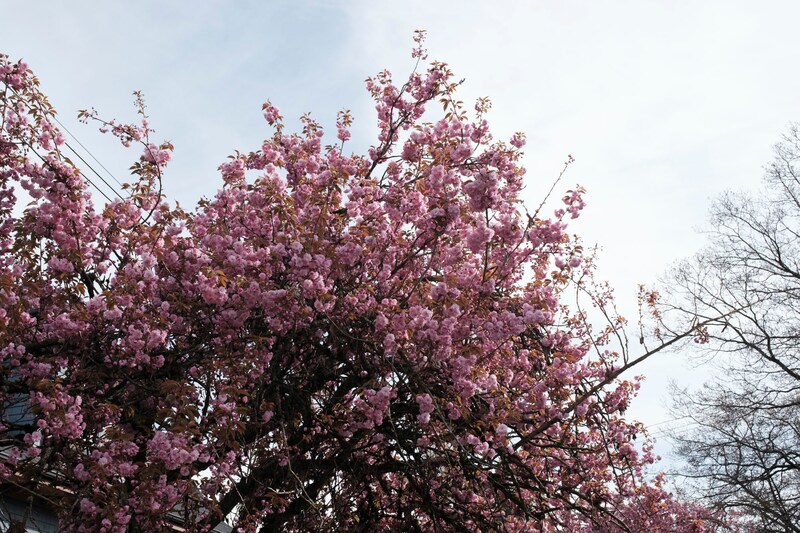 今月の写真家、今日の一枚。山崎 智世 vol.7