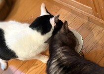 兄ねこの心得？【〈LOISIR〉デザイナー・前田敬子による、保護猫・えいたと暮らす日常。】