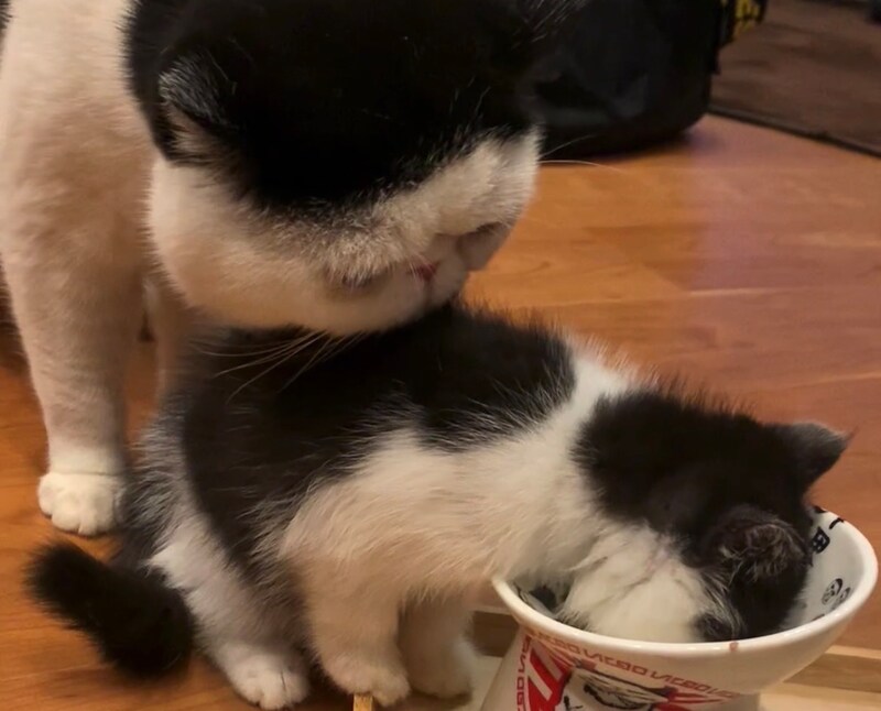 あたしの匂いに釘付け?【ちろり、スターへの道のり。vol.6】