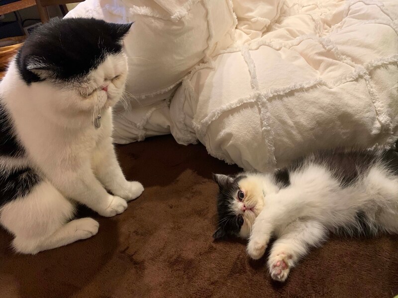 あたしの見守り隊長。【ちろり、スターへの道のり。】毎日更新中。