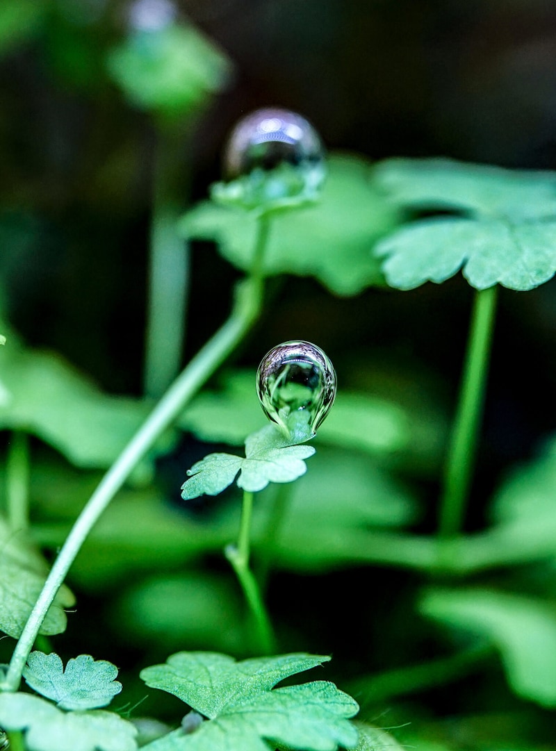 水草水槽との出合い。写真と文:タナカカツキ (マンガ家) #2