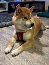 そっくりクイズ。何回目かの新年会はルル姉ちゃんのおうちで。