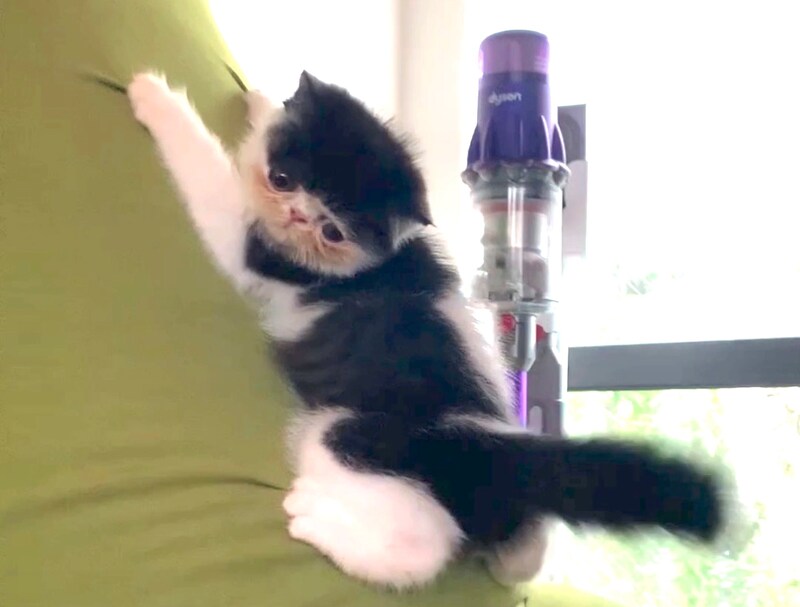 赤ちゃんの頃のマイブーム。【ちろり、スターへの道のり。vol.9】