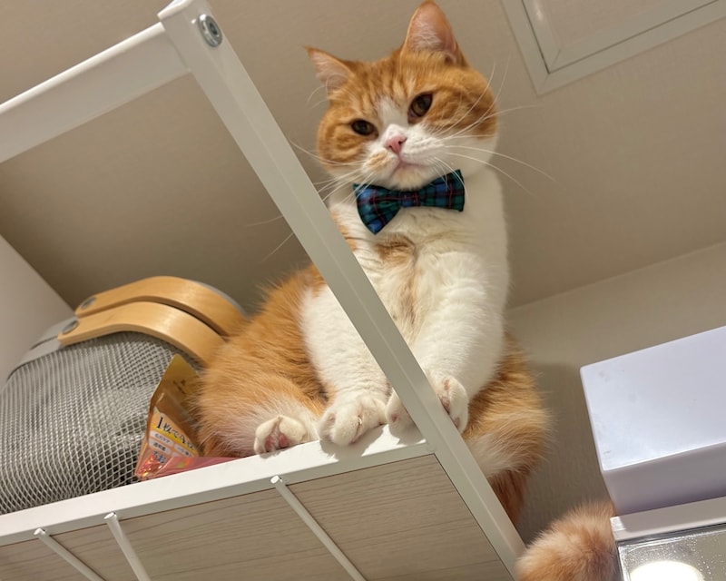 嫌な予感、的中。【とろろ、もふもふDays。】